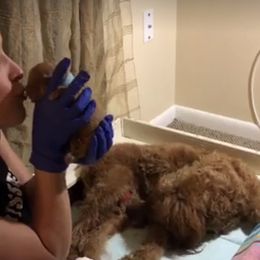 Goldendoodle Puppies from Cooley Doodles