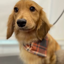 Max - Dachshund