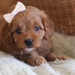 Cavapoo, Goldendoodle, and Poodle Puppies from Dlm_doodles