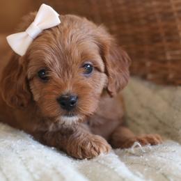 Cavapoo, Goldendoodle, and Poodle Puppies from Dlm_doodles