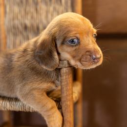 Pumpkin - Dapple female Dachshund puppy in Iola, Texas from Whiskey River Dachshunds