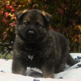 Teal Collar - Sable female German Shepherd puppy in Mansfield, Texas from Vom Anfang German Shepherds