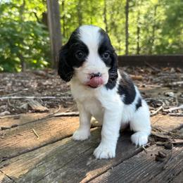 Rossi - White and black female English Springer Spaniel puppy in Comer, Georgia from Stratton Spaniels