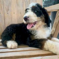 Daisy - female Australian Mountain Doodle puppy in Trion, Georgia from Big Daddy Doodles