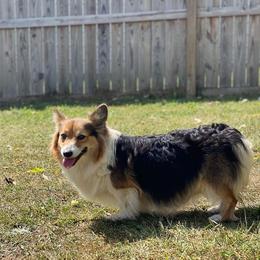 Sapphire - Pembroke Welsh Corgi