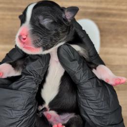 Raven3Boy2- BTM,LONGtail,AKC,OFAs,Genetics - Black tri-color male Australian Shepherd puppy in South Hill, Virginia from Silverside Aussies LLC