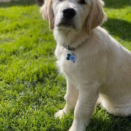 Golden Retriever Puppies from Dewbury Dream Goldens