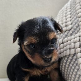 Maple - Black and tan female Yorkshire Terrier puppy in Buckeye, Arizona from Adriana's Yorkies