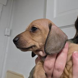 Pippie's cream smooth boy - Cream male Dachshund puppy in Declo, Idaho from Dozendachs