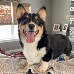 Stella - American Corgi