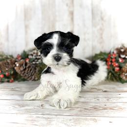 Miniature Schnauzer Puppies from Silver Sage Schnauzers