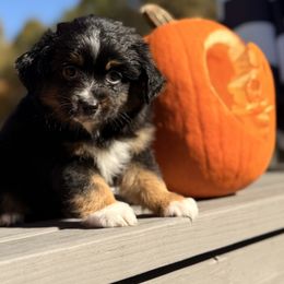 Taquito - Black tri male Miniature Australian Shepherd puppy in Buchanan, Georgia from Stanleyville Farm Mini Aussies