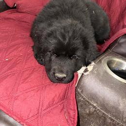 BIG - Black male Newfoundland puppy in Quaker City, Ohio from Country Magik