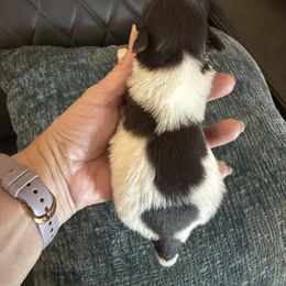 Havanese puppies from Happy Havanese Gems