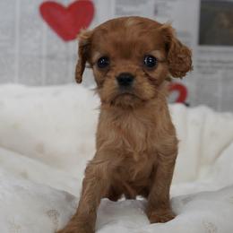 Wade - Ruby male Cavalier King Charles Spaniel puppy in Lula, Georgia from Cavaliers by Crumley