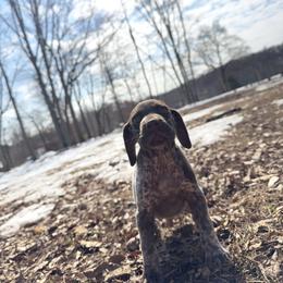 Waylon - Liver roan male German Shorthaired Pointer puppy in Axton, Virginia from Red Clay Kennels