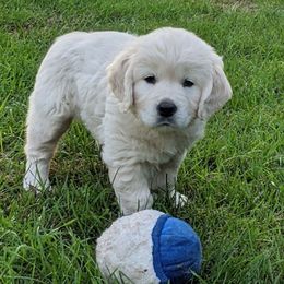 Golden Retriever Puppies from All by grace goldens