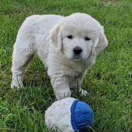 Golden Retriever Puppies from All by grace goldens