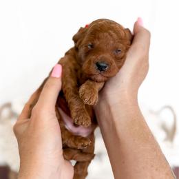 Bourbon - Navy collar boy - Red male Cavapoo puppy in Melbourne, Florida from Space Coast Doodle Co.