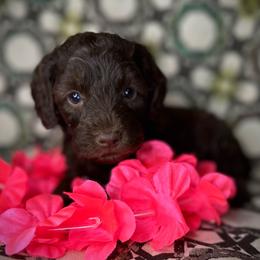 Bell - Sable female Schnoodle puppy in Placerville, California from Rpuppies