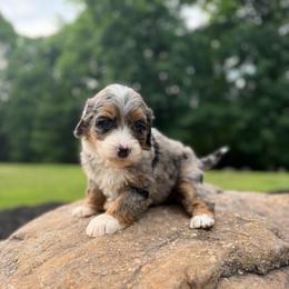 Miss Freedom - Merle female Bernedoodle puppy in Hegins, Pennsylvania from Bubbling Springs Doodles, LLC