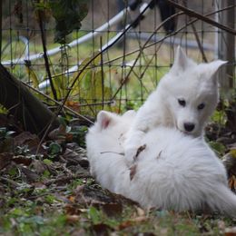 Siberian Husky Puppies from Dreamers Mile