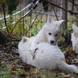 Siberian Husky Puppies from Dreamers Mile
