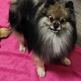 Boi - Pomeranian