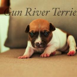Black base sable - Red white and sable male Rat Terrier puppy in Allegan, Michigan from Gun River Terriers