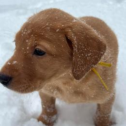 Yellow collar - Yellow female Labrador Retriever puppy in Heath Springs, South Carolina from Rich Hill Retrievers