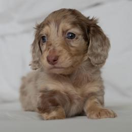 Eeorye - Dapple male Dachshund puppy in Memphis, Tennessee from Lone River Dachshunds