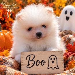 AKC Boo - Cream male Pomeranian puppy in Jacksonville, North Carolina from Bourlet Poms