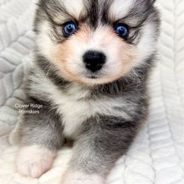 Alexandria - Black and white female Pomsky puppy in Sheffield, Iowa from Clover Ridge Pomskies