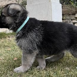German Shepherd and White Shepherd Puppies from Scenic Creek German Shepherds