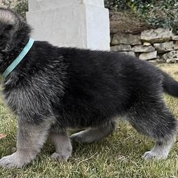 German Shepherd and White Shepherd Puppies from Scenic Creek German Shepherds