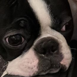 Boston Terriers from Bruno’s Bostons
