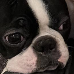 Boston Terriers from Bruno’s Bostons