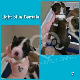 Light blue Female - White and brown female Saint Bernard puppy in Kaukauna, Wisconsin from Holtz Family Saints