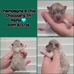 Boy 3 - Chocolate merle male Pomeranian puppy in Washington, North Carolina from Grace's Poms🐾💕