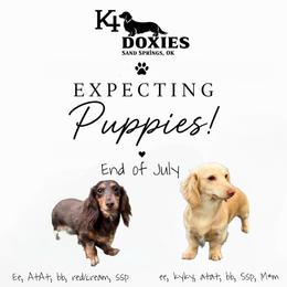 Dachshund puppies from K4 Doxies