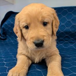 Cedar - Golden male Golden Retriever puppy in Pamplin, Virginia from Hope & Joy Acres