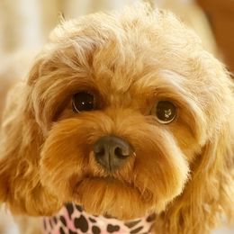 Dixie - Goldendoodle