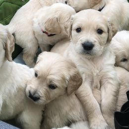 Golden Retriever Puppies from Bennett Goldens