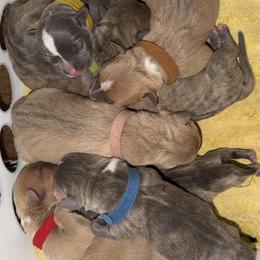 Girl 1 - female American Bully puppy in North Augusta, South Carolina from Sunset Acre Bullies