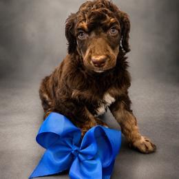 Danny - Phantom male Poodle puppy in Washington, Pennsylvania from Patriotic Poodles