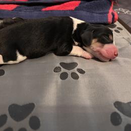 Beagle Puppies from Whitney Ranch Beagles