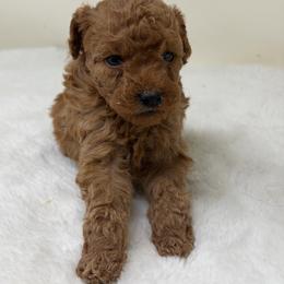 Girl 1 - Red  female Goldendoodle puppy in Haleyville, Alabama from Susan’s Prefurred Doodles