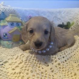 Biscotti - Cream female Dachshund puppy in Saint Peter, Illinois from Ashton’s Doxies of Southern IL