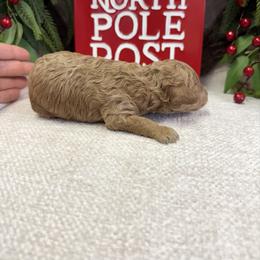 Frost - Cream male Poodle puppy in Monetta, South Carolina from Moonrise Poodles