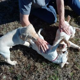 Labrador Retriever Puppies from Taylor Maid Labradors